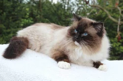 koťata Ragdoll